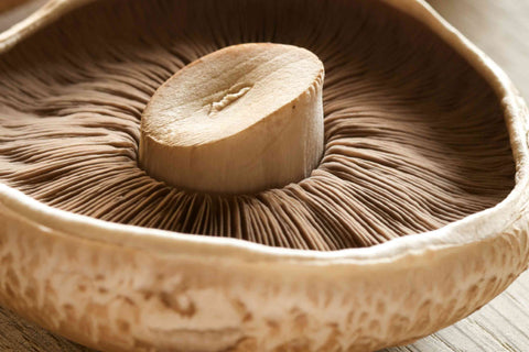 Portobello Riesenchampignons 2 Stk. ca. 200g